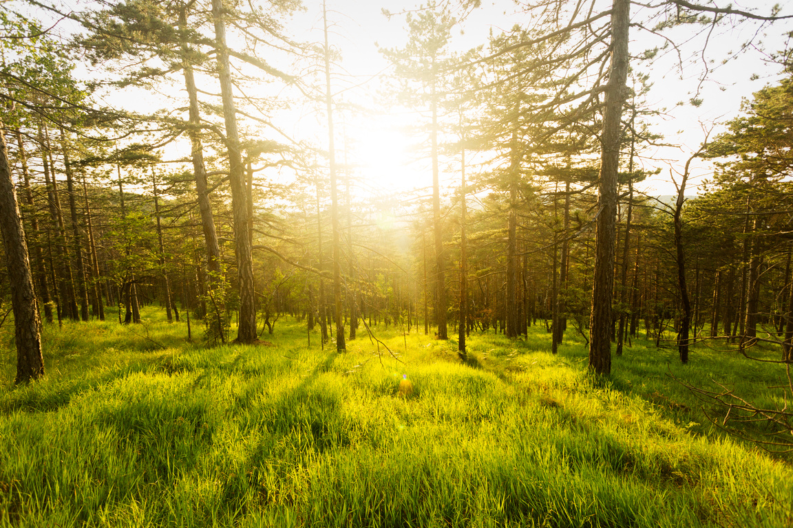 Morning sun, nature, pine forest