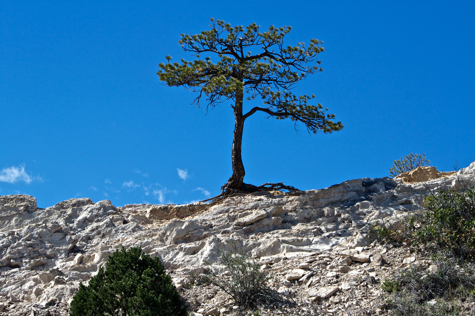 Resilient Tree